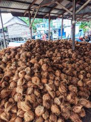 semi husked coconut – product photo 2, product detail gallery
