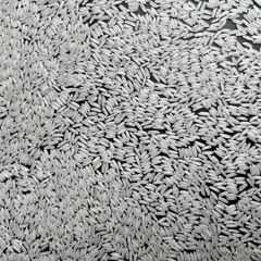 Jasmine Rice 5% Broken from Vilaconic Manufacture - Image 3