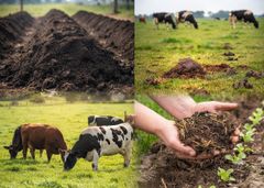 Coco peat/ coco pith blocks and agriculture products – product photo 5, product detail gallery