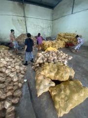 Semi Husked Coconut – product photo 3, product detail gallery