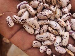 Quality Organic Kidney Pinto Beans Light Speckled Kidney Beans for Food Wholesale Dried and Bulk Packed - Image 3