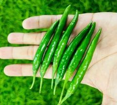 fresh green chilli – product photo 1, product detail gallery