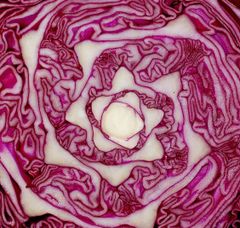 Red Cabbage Style Fresh Type Cabbage Weight (kg) 1.5 Variety red cabbage Model Number FRCAB01 Cultivation Type GMO Place of Origin - Image 2