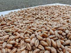 wheat Type wheat Packaging 50kg W Value Min 180 Bug Damage Max 1.5% Broken Grains Max 4.0% Foreign Matter Max 2.0% Moisture Content Max 13% - Image 3