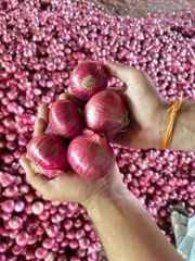 Fresh Organic Onion - Image 5