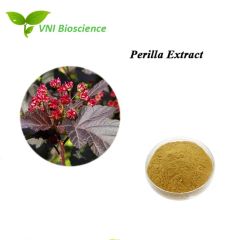 ISO Kosher Certified 100 Natural Perilla Extract - Image 2