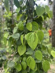 Black Pepper - Image 1
