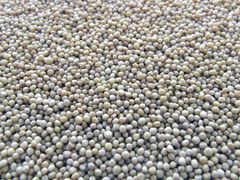 Top Quality Mustard Seeds for sale - Image 4