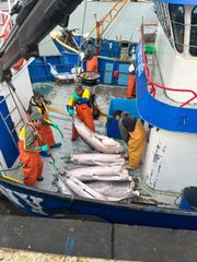 Swordfish Loins 2.5 - 6kg - Image 3