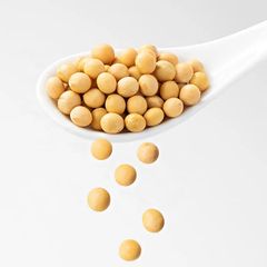 Best Quality Premium Natural and Non-GMO Yellow Soybean Seeds Soya Bean Soy Beans in Bulk at Cheap Price - Image 4