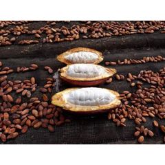Cocoa Beans – product photo 1, product detail gallery