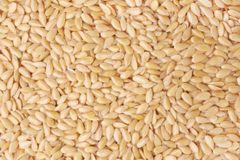 SESAME SEED – product photo 1, product detail gallery