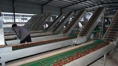 Chinese Tai Shan chestnut - Image 2