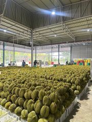 Durian – product photo 16, product detail gallery