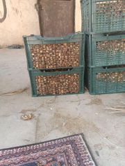 Zahedb Dates – product photo 2, product detail gallery