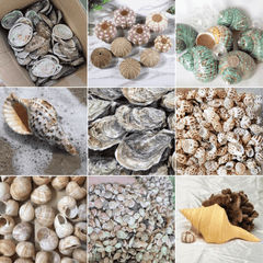Seashell Mix from Vietnam - for Gifts & Decoration Origin Vietnam Texture Natural Type Bulk Natural Marine Seashells Sourcing Method Sustainably Sourced - Image 2