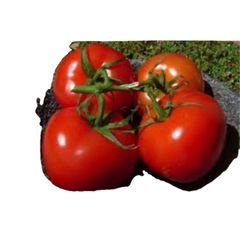 Oblate shape for fresh tomato verities in south africa Color Red Type Tomato Shape Round Content n/a Style Fresh Address - Image 4