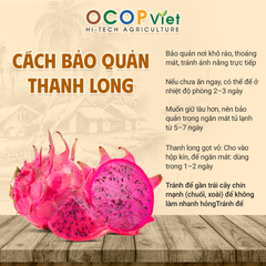 Thanh long ruột đỏ - Red Flesh Dragon Fruit - Image 2