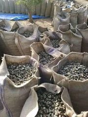 Wholesale Premium Cashew Nuts – Large Whole Kernels Supplier - Image 1