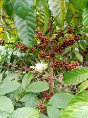 Robusta Coffee - Image 1
