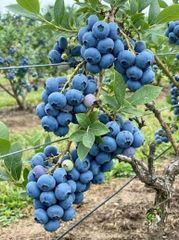 Blueberry – product photo 1, product detail gallery
