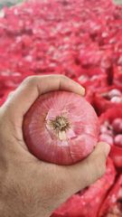 fresh indian onion (nashik) – product photo 1, product detail gallery