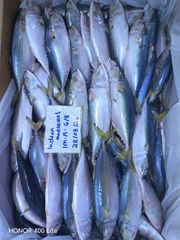 Frozen Indian Mackerel - Image 4