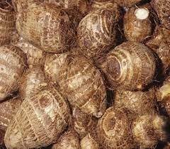 Fresh Taro Wholesale - Image 2