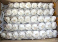 Fresh Garlic Fresh Vegetables – product photo 1, product detail gallery