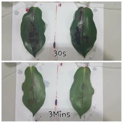 Hydrolysis-Stable Silicone Spreader Long-Lasting Effect for Insecticides & Fungicides - Image 2