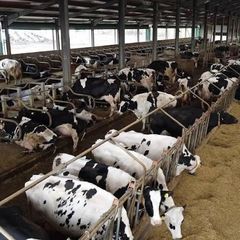 Pregnant Dairy Cattle/ Holstein Heifer Cows for sale - Image 4