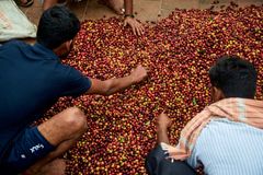 Robusta cherry AA - Image 2
