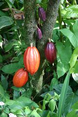 Cocoa Bean – product photo 3, product detail gallery