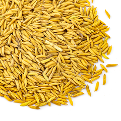Wholesale Paddy Rice Premium Quality Bulk Supply - Image 2