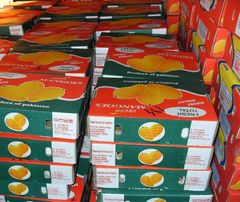 export fresh quality pakistani Mango Sindhri, Fresh Mango from Pakistan OEM ODM customization logo - Image 2