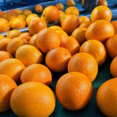 Class 1 Export Quality South African Oranges, Navel, Valencia, Cara Cara Oranges, BULK SUPPLY!! – product photo 2, product detail gallery