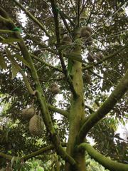 Monthong durian - fresh durian from Vietnam Mr.Ryan +84938244404 - Image 6