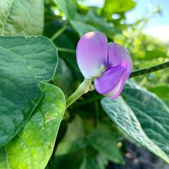 Best quality export for Cow Pea Style Dried Quality Premuim Type White Beans Color Dark green. Shelf Life 2 year Cultivation Type - Image 3