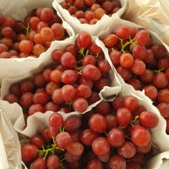 PREMIUM SEEDLESS GRAPES FOR SALE - RED SEEDLESS GRAPES, BLACK SEEDLESS GRAPES, WHITE/YELLOW SEEDLESS GRAPES – product photo 1, product detail gallery