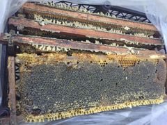 Natural  Organic Avocado Bee Honey. and  multi flower bee Honey . Mexico - Image 2