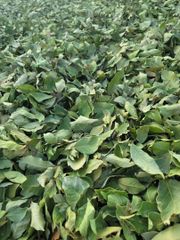 Bay Leaf Color Green Condition Free Of Twigs And Yellow - Image 2