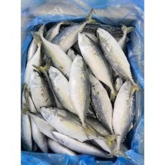 Good High Quality Salt Fish Mackerel Frozen Seafood for Gourmet Menus and Global Markets from Indian Exporter - Image 5