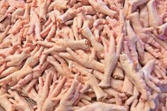 Frozen Chicken Feet Grade A — Export Quality, Halal Certified, Frozen at -18°C - Image 5
