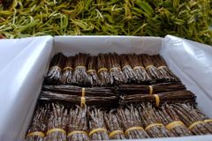 Vanilla Planifolia – product photo 3, product detail gallery