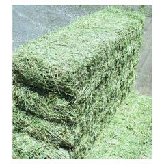 Cheap Top Quality Alfafa Hay for Animal Feeding Stuff Alfalfa ,hay/Timothy hay Alfalfa Hay at very cheap price / Quality Rhodes Grass Hay Alfalfa Alfafa Hay for Animal Feeding /alfalfa hay pellets /Timothy Hay in Bales - Image 3