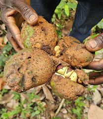 dried kola nuts: used in nutraceutical industry as well as in beverage industries / 0 phytosanitary residues - Image 2