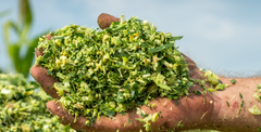 Corn Silage – product photo 1, product detail gallery