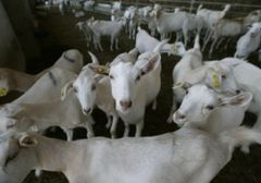 Reliable Live Saanen Goats Pure Dairy Breed With High Productivity Healthy Condition Competitive Wholesale Price - Image 1