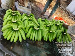 Fresh G9 Cavendish Banana from India – product photo 2, product detail gallery
