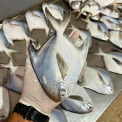 Frozen Silver Pomfret White Pomfret IQF Whole Round, Find Details About Fish, Seafood From Frozen Silver Pomfret. - Image 1